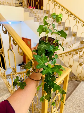 Healthy English Ivy (Hedera helix) hanging plant - ready to pot