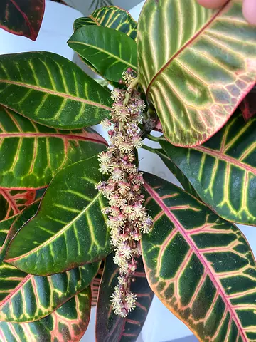 Croton (Codiaeum) Houseplant with Variegated Leaves - Healthy Pot Plant