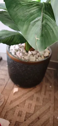 Large indoor potted plant with ceramic planter (ready to move)