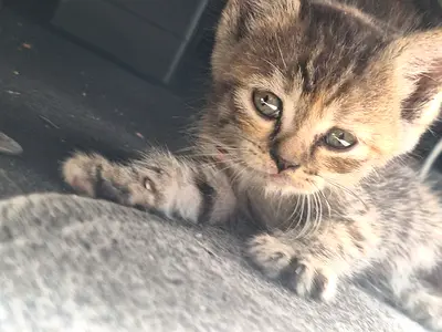Cats