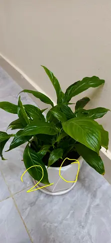 Plants