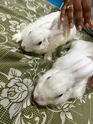 2 White Rabbits - 7 months old for Adoption