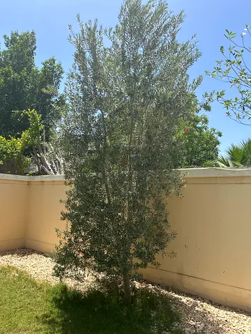 Olive tree