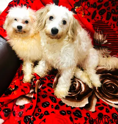 Two small white mixed-breed dogs — friendly pair ready for adoption