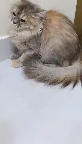 Cat for adoption free contact WhatsApp only