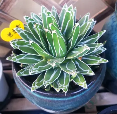 Agave victoriae-reginae (Compact White-Edged Agave) - Healthy Potted Succulent