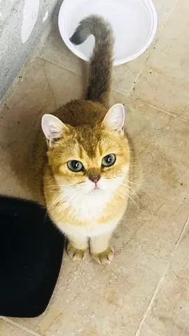 Cat femal for free adoption