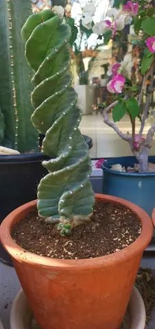 Spiral Cactus (Cereus peruvianus Spiralis) - Potted, Healthy