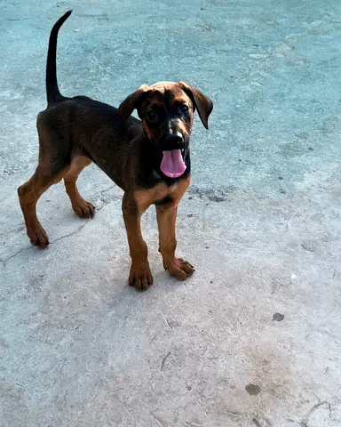 Mixed-breed puppy for adoption