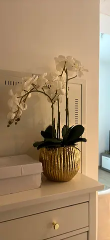 Orchid decorative plant