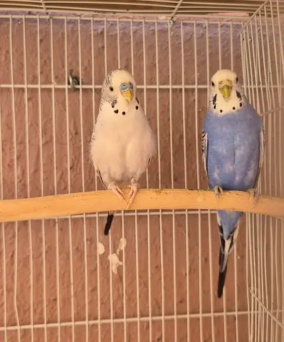 Locally Budgies