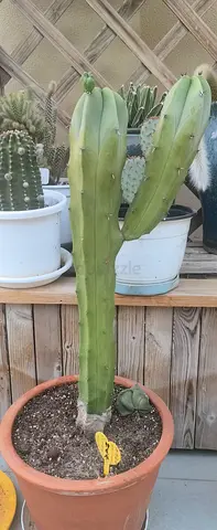 Large Potted Cactus (single tall column) - Healthy Succulent Plant