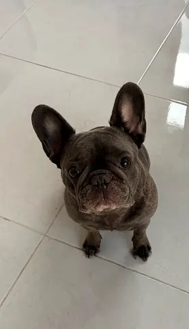 Friendly family French Bulldog looking for a new home (female, 5 years) Free Adoption