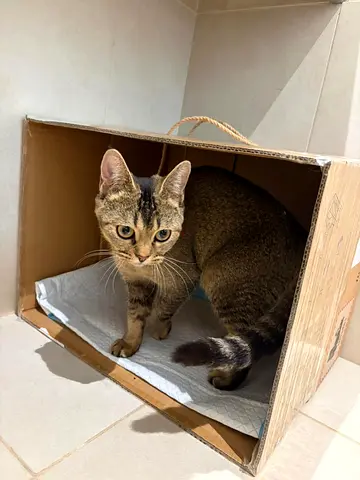 Cats for free adoption
