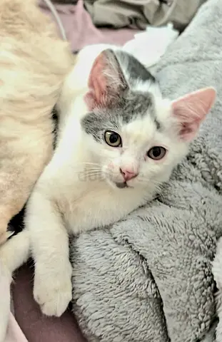 Smoky needs a caring forever home