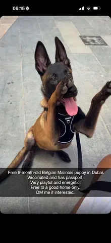 Malinois Belgium 5 Month