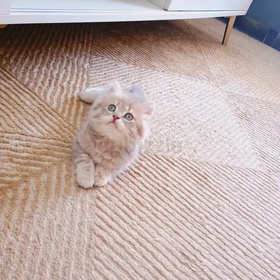 Meet my British handsome boy kitten