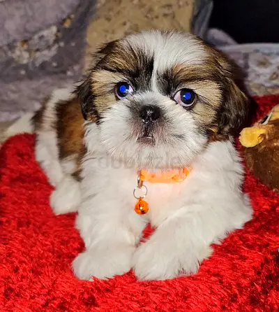 Pure Teacup Shihtzu puppies male and female available cute little puppy dog  mini size