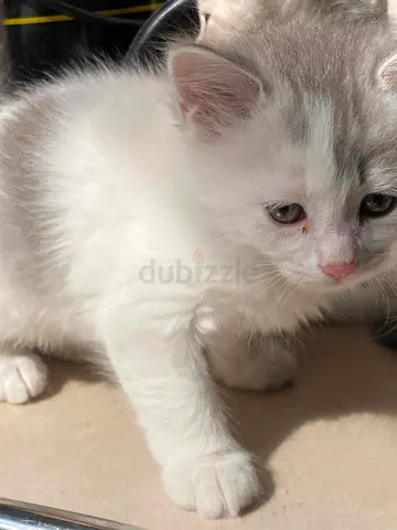 Kitten free