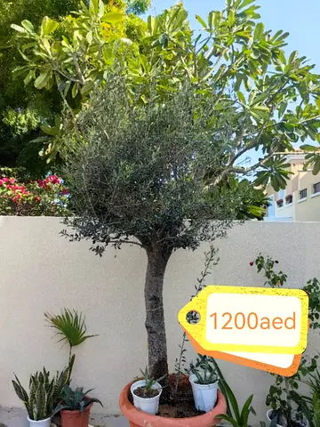Mature potted olive tree with extra succulents - 1200 AED