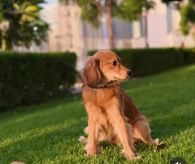 English cocker spaniel