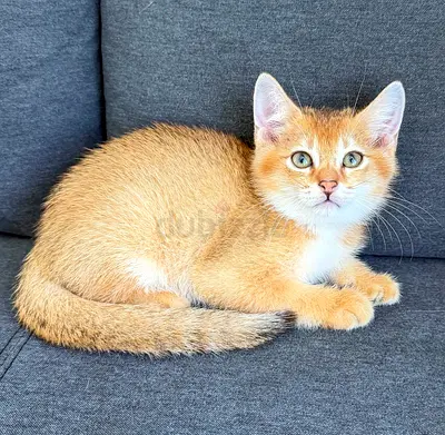 Beautiful British Shorthair Ny12 Golden Kitten