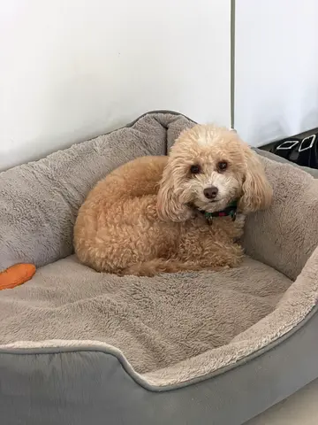 Small apricot poodle mix looking for new home