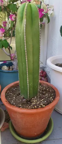 Tall column cactus in terracotta pot - ready to transplant