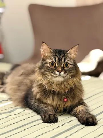Female Long-Haired Domestic Cat — Friendly, Vaccinated