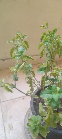 Potted variegated indoor Tulsi plant - ready to rehome