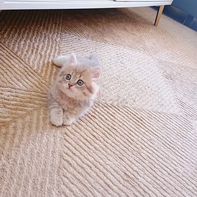 Gorgeous Boy British shorthair kitten available