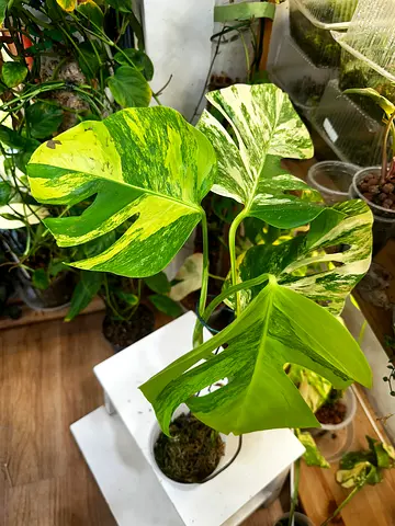 Monstera aurea. Aed200/-. Pickup near financial center metro. Delivery can be arranged