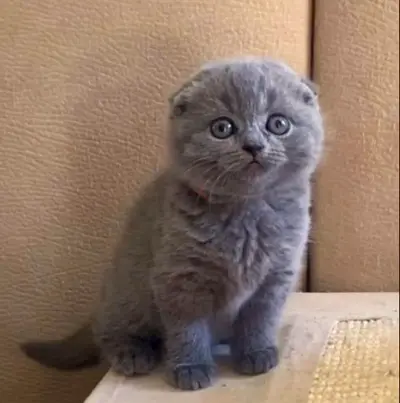 Pets