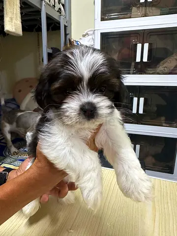 Shitzu for rehoming