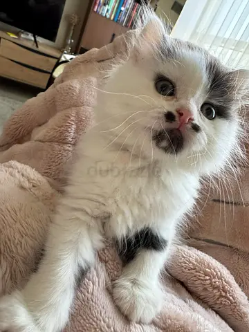 Fluffy Persian Chánchilla Grey  White Kittens Ready for Loving Home