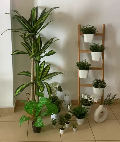 Assorted indoor potted plants with wooden ladder planter (set) - ready to decorate