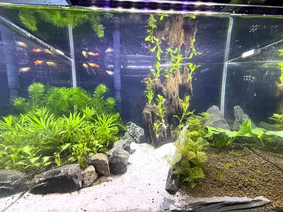 Planted aquarium for sale