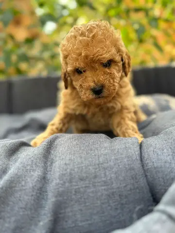 Maltipo puppies Friendly  Vaccinated