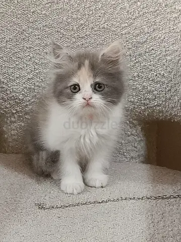 Three adorable kittens,