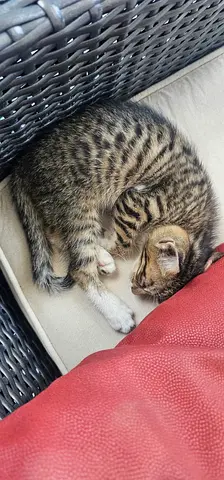 Young tabby kitten looking for a home - friendly and playful