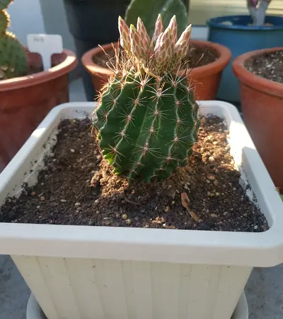 healthy potted cactus with new buds - ready to rehome