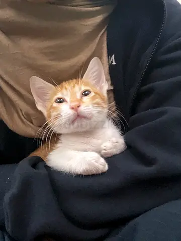 Friendly orange and white kitten looking for a home. FREE ADOPTION