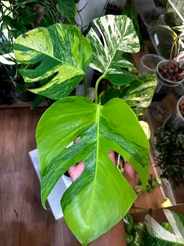 Monstera aurea. Aed200/-. Pickup near financial center metro. Delivery can be arranged