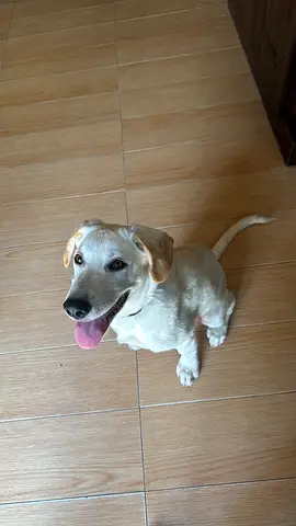 labrador dog for free adoption! 6 months old