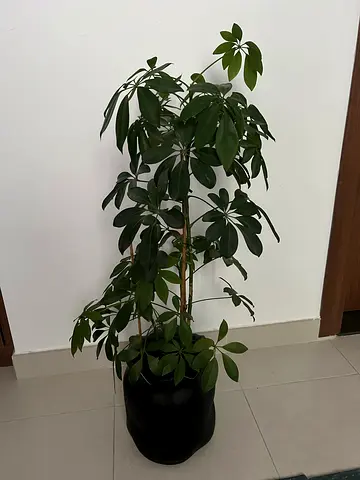 Dwarf Umbrella Tree (Schefflera) with stylish, unique pot, 105cm height