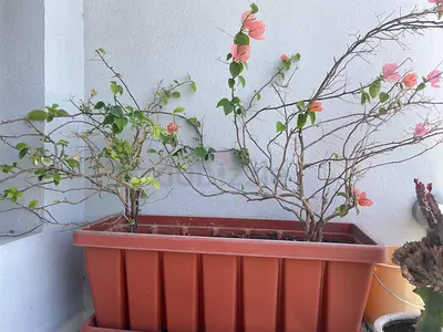 Bouganvillea
