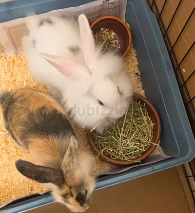 Rabbits for Rehoming