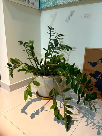 PLANT with CERAMIC POT