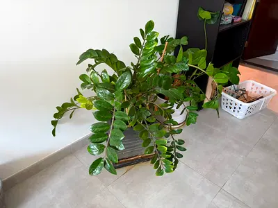 Plant