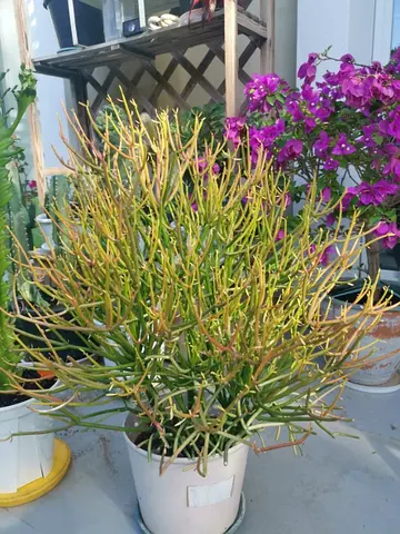 Pencil cactus (Euphorbia tirucalli) potted plant - healthy indoor/outdoor succulent
